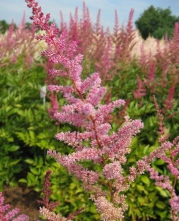 Astilbe arendsii 'Mars'